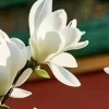来来